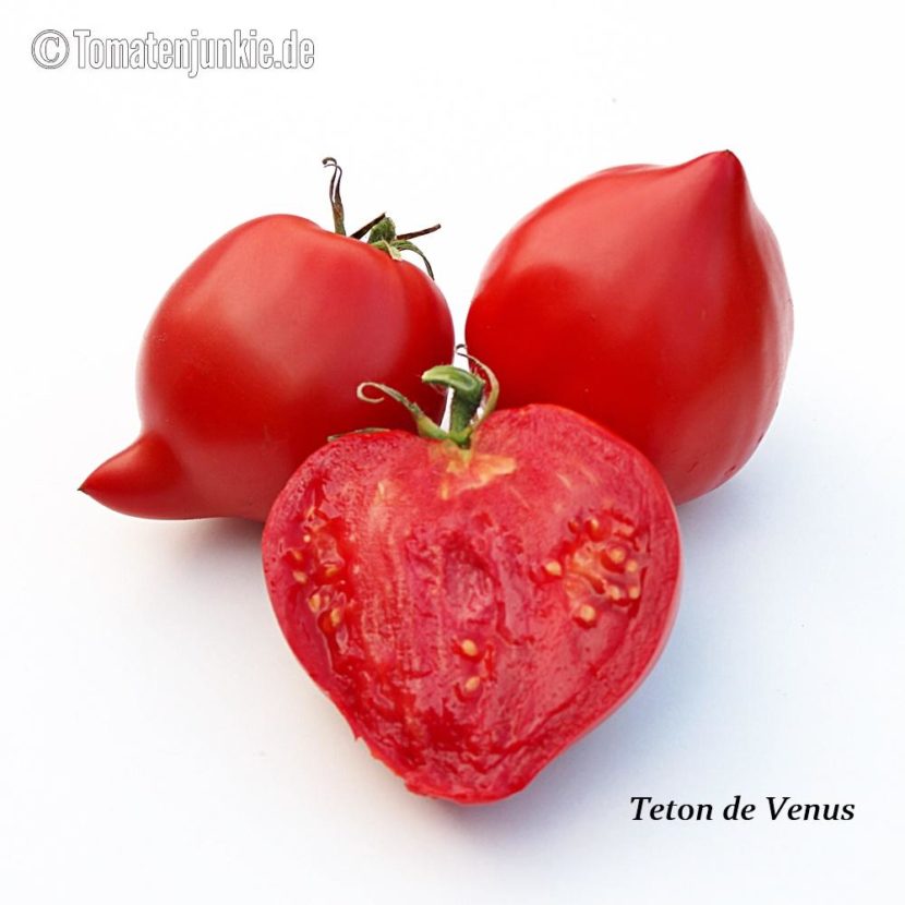 Tomatensorte Teton de Venus