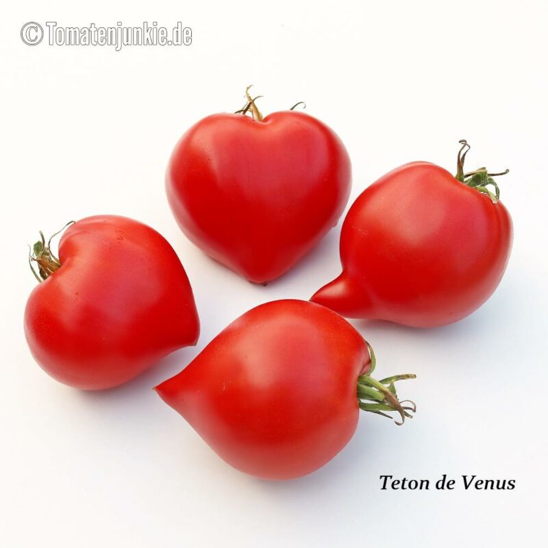 Tomatensorte Teton de Venus