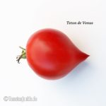 Tomatensorte Teton de Venus