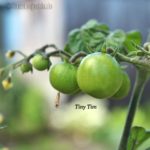 Tomatensorte Tiny Tim