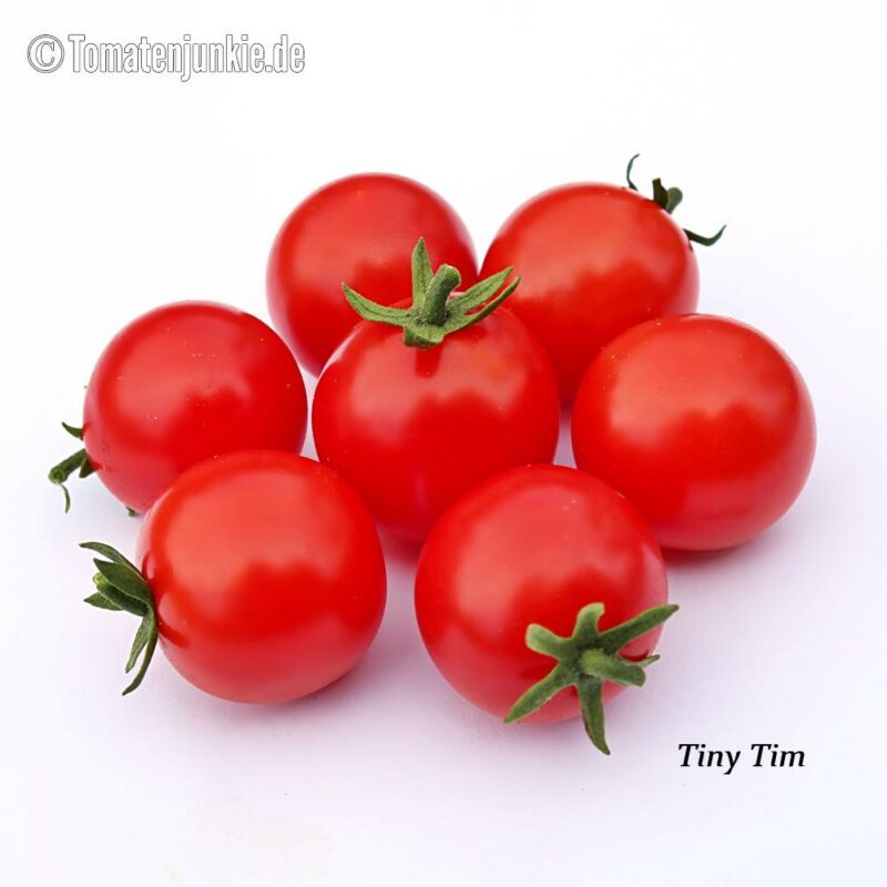 Tomatensorte Tiny Tim