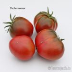 Tomatensorte Tschernomor