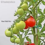 Tomatensorte Veni Vidi Vici