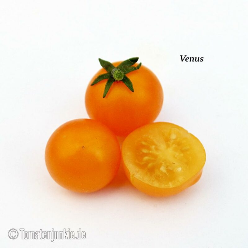 Tomatensorte Venus