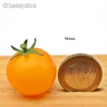 Tomatensorte Venus