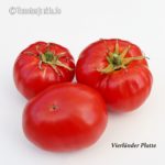 Tomatensorte Vierländer Platte