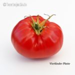 Tomatensorte Vierländer Platte