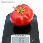 Tomatensorte Vierländer Platte