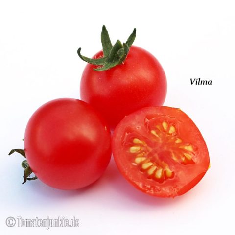 Tomatensorte Vilma