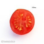 Tomatensorte Vilma