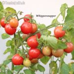 Tomatensorte Whippersnapper