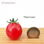 Tomatensorte Whippersnapper