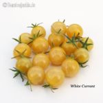 Tomatensorte White Currant