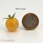 Tomatensorte White Currant