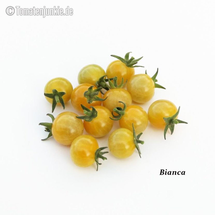 Tomatensorte Bianca