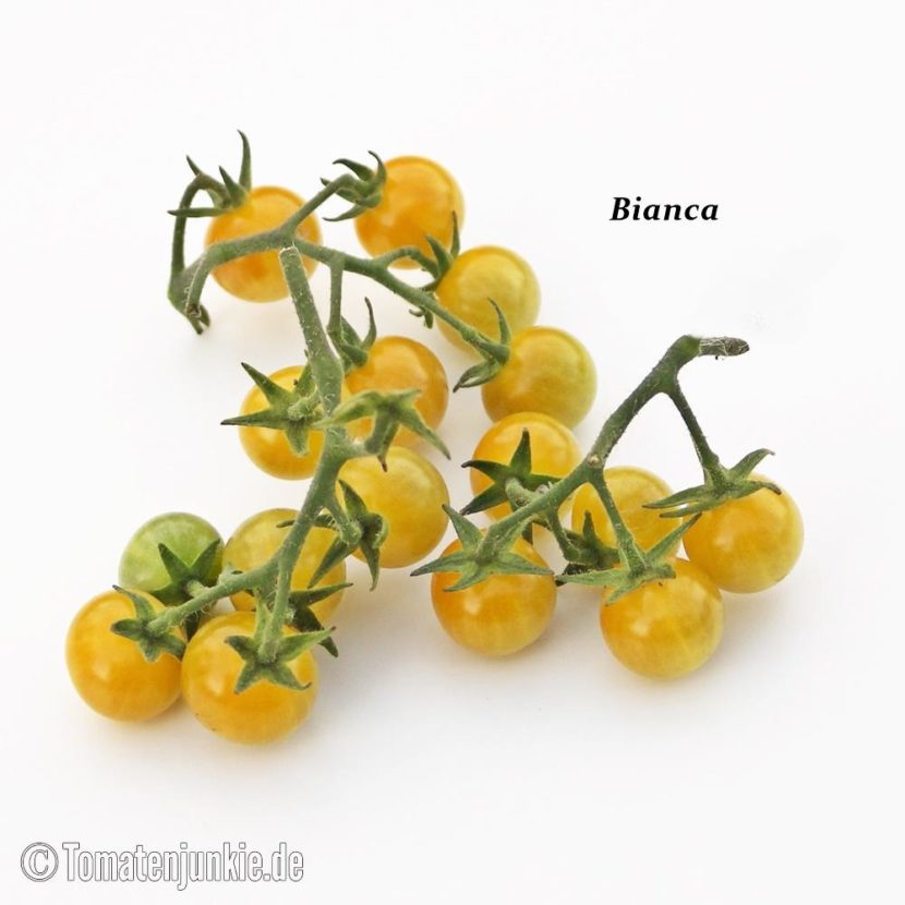 Tomatensorte Bianca