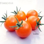 Tomatensorte Goldita