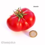 Tomatensorte Aussie
