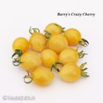 Tomatensorte Barry's Crazy Cherry