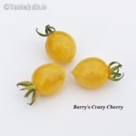 Tomatensorte Barry's Crazy Cherry