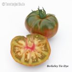 Tomatensorte Berkeley Tie-Dye