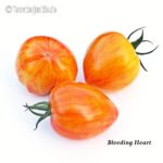 Tomatensorte Bleeding Heart