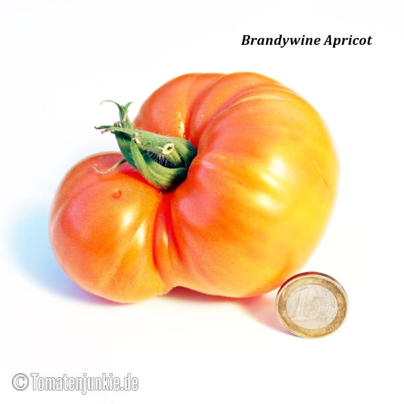 Tomatensorte Brandywine Apricot