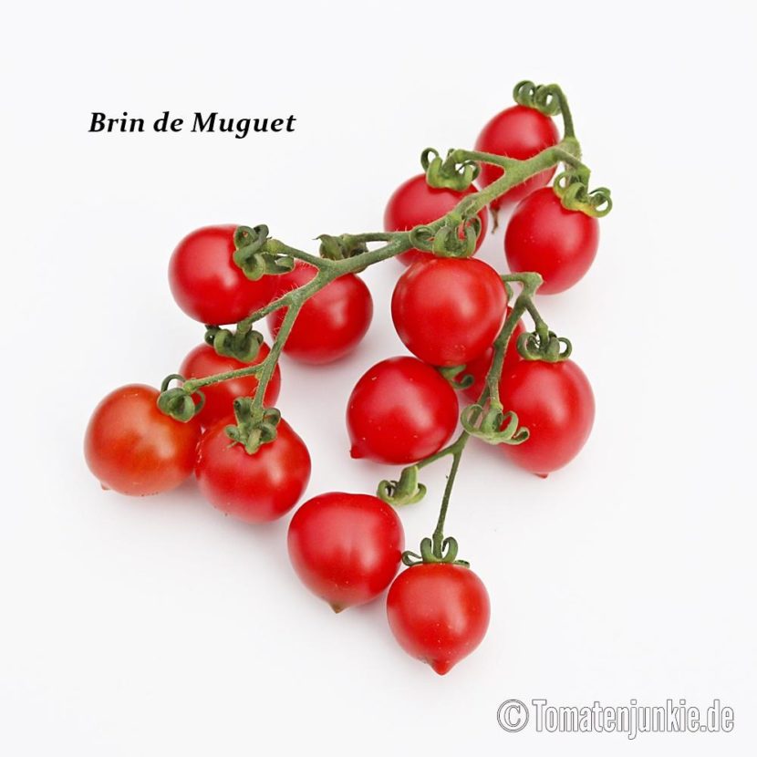 Tomatensorte Brin de Muguet