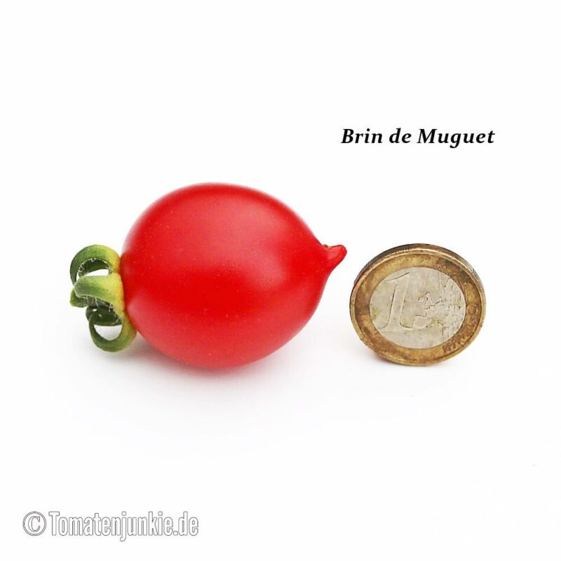 Tomatensorte Brin de Muguet