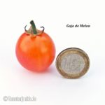 Tomatensorte Gajo de Melon