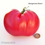 Tomatensorte Hungarian Heart