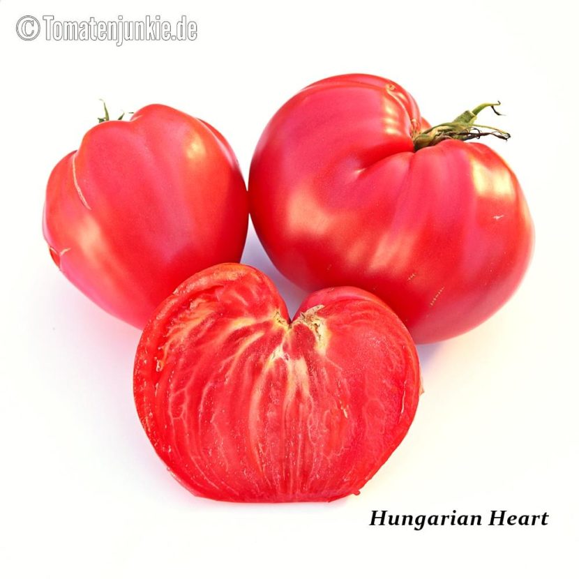 Tomatensorte Hungarian Heart