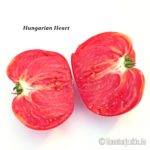 Tomatensorte Hungarian Heart