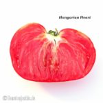 Tomatensorte Hungarian Heart