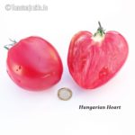 Tomatensorte Hungarian Heart