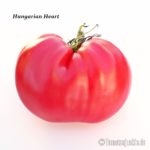 Tomatensorte Hungarian Heart