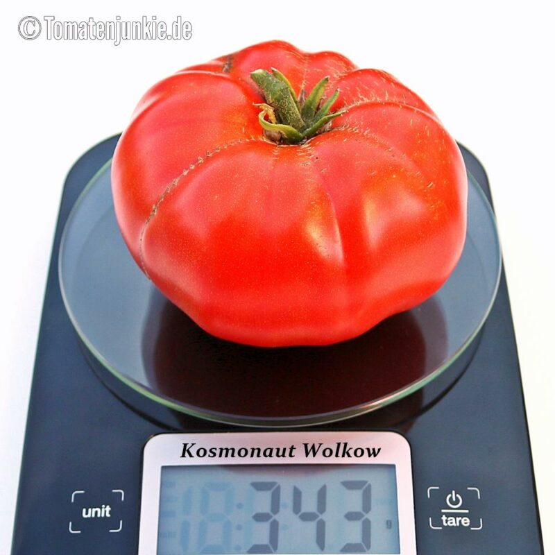 Tomatensorte Kosmonaut Wolkow