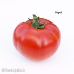 Tomatensorte Nepal