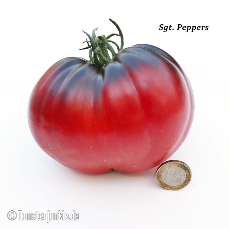 Tomatensorte Sgt. Pepper's