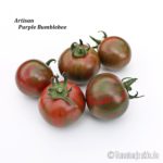 Tomatensorte Artisan Purple Bumblebee