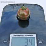 Tomatensorte Artisan Purple Bumblebee