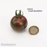 Tomatensorte Artisan Purple Bumblebee