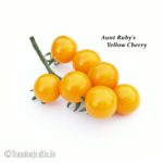 Tomatensorte Aunt Ruby's Yellow Cherry