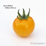 Tomatensorte Aunt Ruby's Yellow Cherry