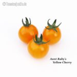 Tomatensorte Aunt Ruby's Yellow Cherry