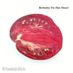 Tomatensorte Berkeley Tie-Dye Heart
