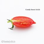 Tomatensorte Candy Sweet Icicle