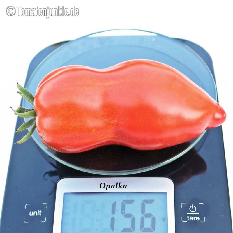 Tomatensorte Opalka
