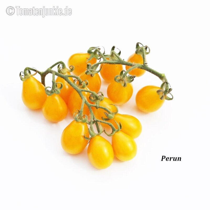 Tomatensorte Perun
