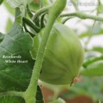 Tomatensorte Reinhards White Heart